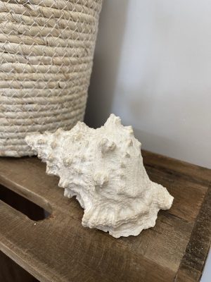 Speedtsberg konkylie poly
