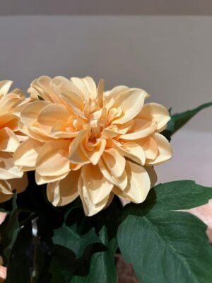 Ib Laursen Dahlia m/5 blomster