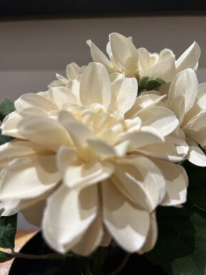 Ib Laursen Dahlia m/5 blomster creme
